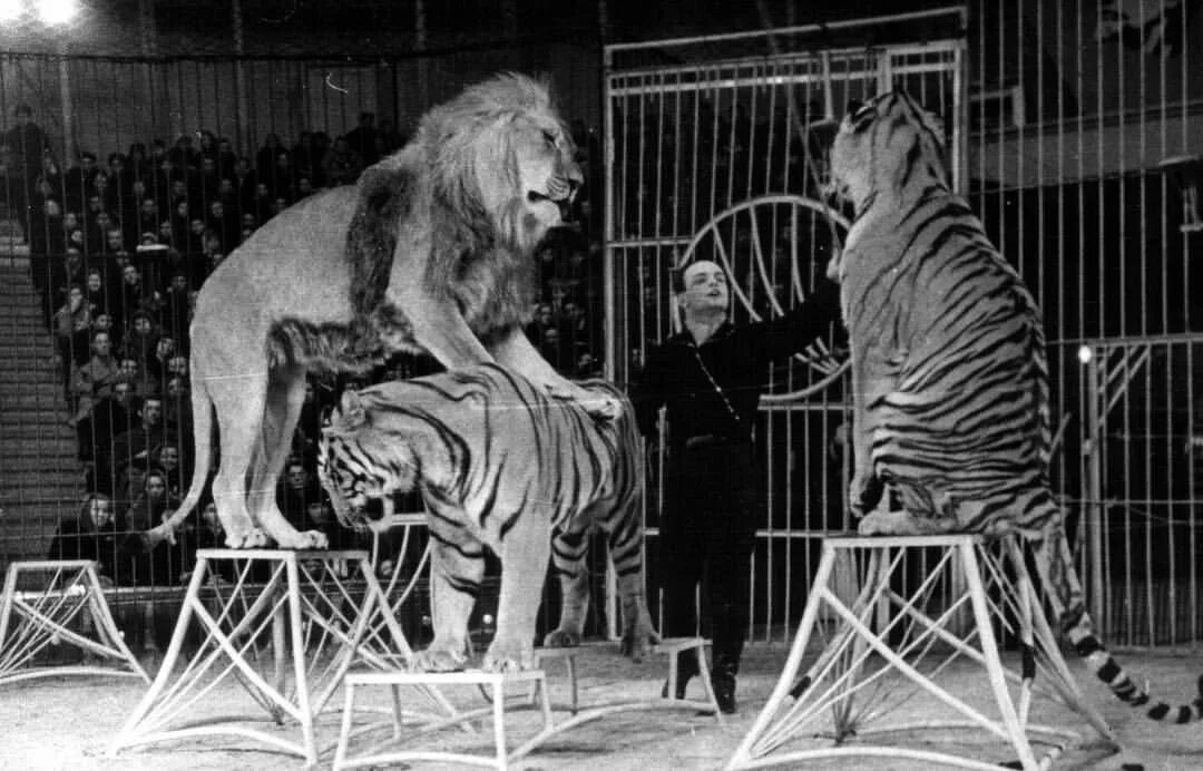 Имя отца братьев запашных. Вальтер михайлович запашный. Вальтер запашный 1983. Цирк братьев запашных хищники. Дрессировщики братья запашные.