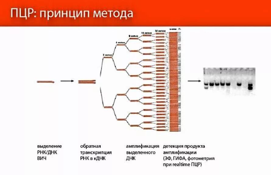 PCR — полимеразная цепная реакция. Методы исследования ДНК полимеразная цепная реакция. ДНК диагностика метод полимеразной цепной реакции. Полимеразная цепная реакция (ПЦР) ВИЧ инфекции.