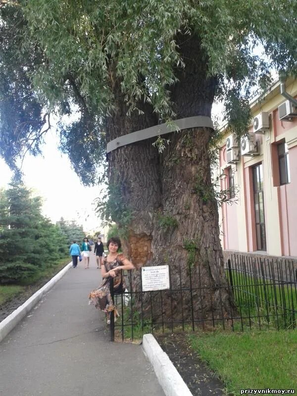 Самые старые деревья Омска: ryzhk0v - LiveJournal