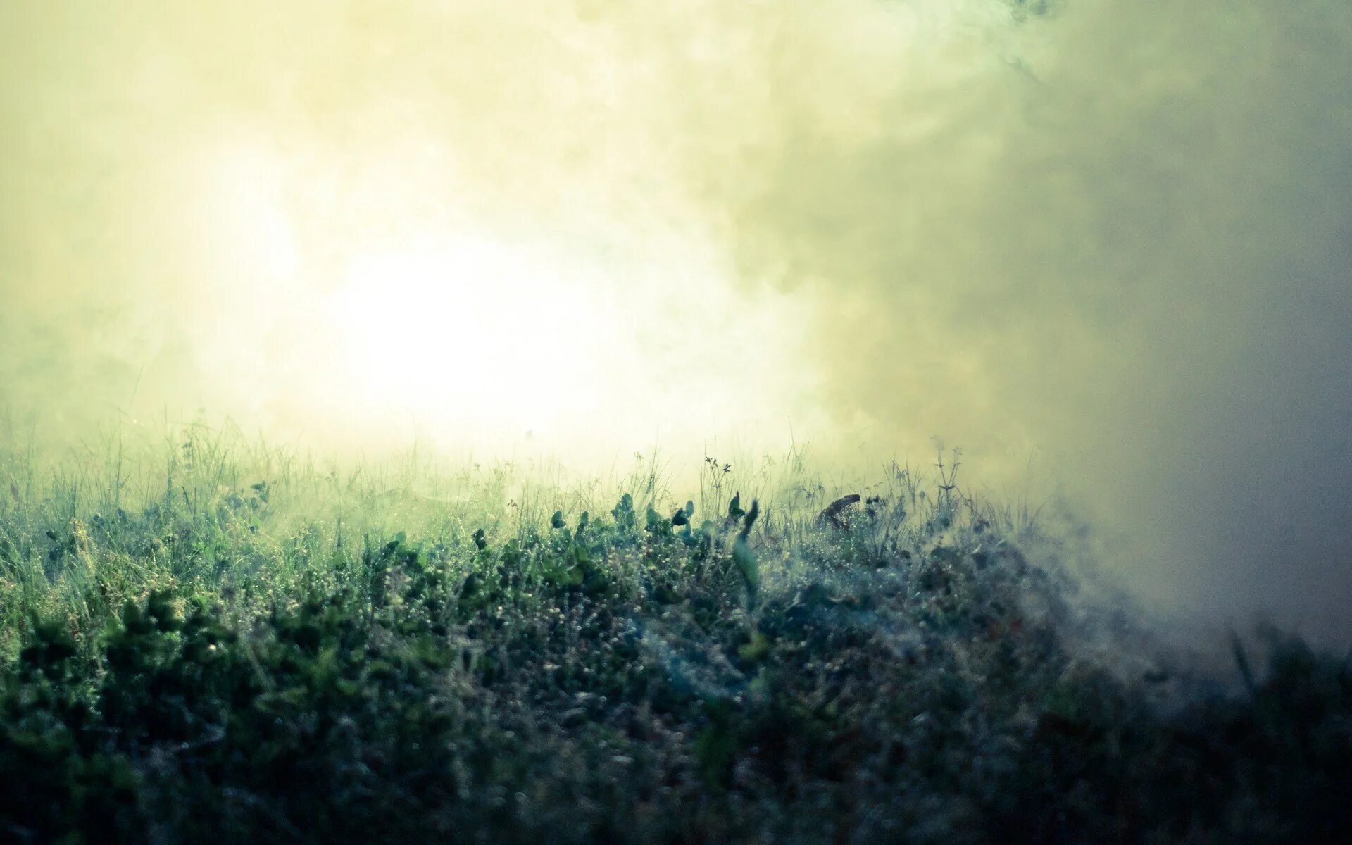 Просвечивающий туман. Туманная трава. Природа в пастельных тонах. Трава в тумане. Туман и ветер.