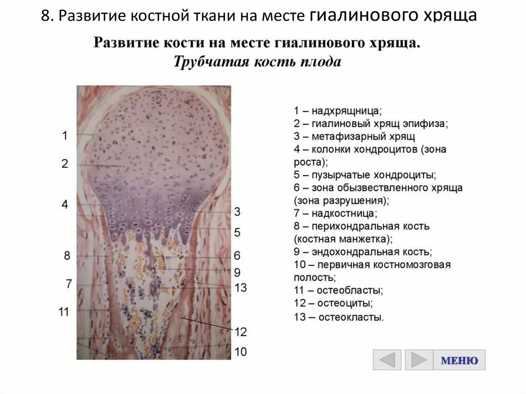 Развитие хряща гистология. Развитие кости на месте гиалинового хряща препарат гистология. развитие кости на месте гиалинового хряща непрямой остеогенез. развитие кости на месте хряща трубчатая кость зародыша. непрямой остеогенез (развитие трубчатой кости) препарат.