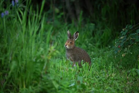 заяц в лесу: 2 тыс изображений найдено в Яндекс Картинках