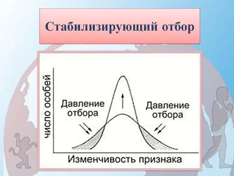 Сохраняет особей с полезными для них признаками. Схема действия стабилизирующего отбора. Схема стабилизирующего естественного отбора. Формы естественного отбора график. Стабилизирующий Тип естественного отбора.