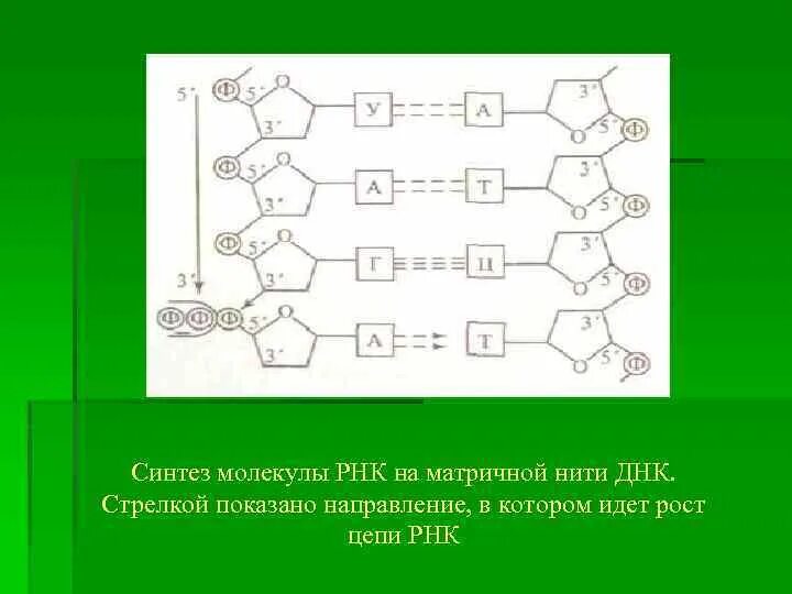 В результате реакций матричного синтеза синтезируются молекулы. Синтез молекулы РНК. Цепочка РНК. Синтезировали молекулу РНК. Синтез молекулы ДНК.