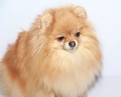 Шпица китайский язык