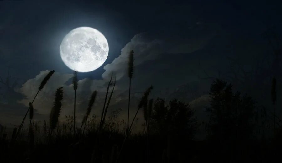 Загадочная Луна. Луна над лесом. Мистическая Луна. Полнолуние в лесу.