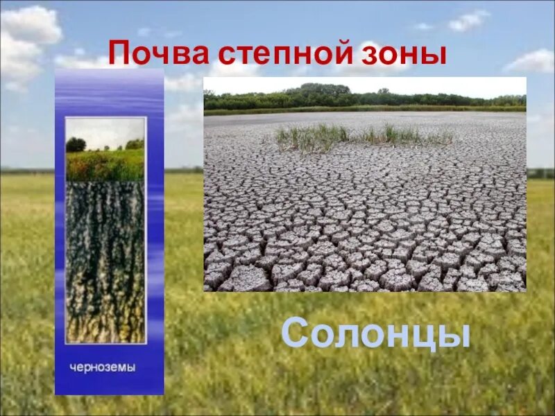 Какой тип почвы в степной зоне. Почвы Степной зоны. Почвенный Покров Степной зоны. Степь плодородная почва. Черноземные почвы Степной зоны.