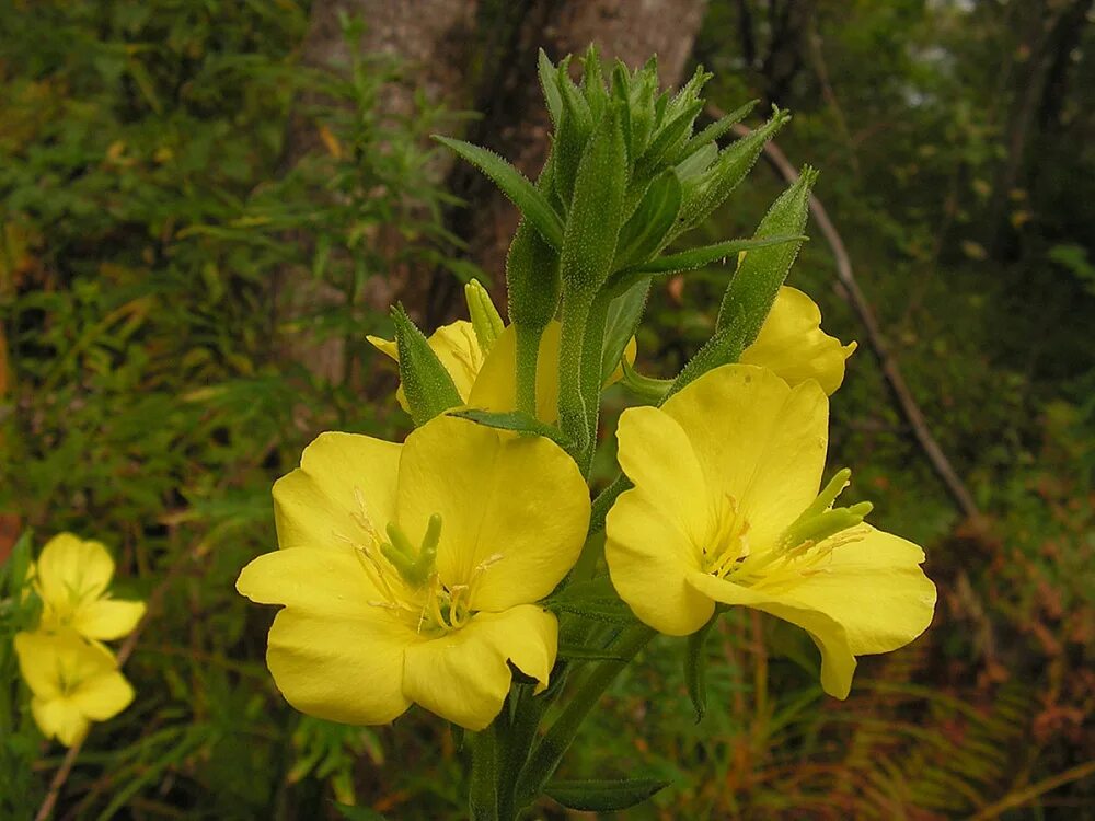 Энотера четырёхкрылая. Энотера двулетняя. Ослинник фото. Энотера миссурийская желтая. Энотера ослинник.