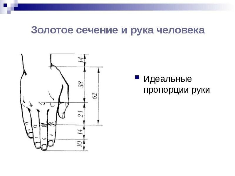 Длина рук составляет. Золотое сечение кисть руки. Идеальная пропорция руки. Золотое сечение руки человека. Пропорции ладони.