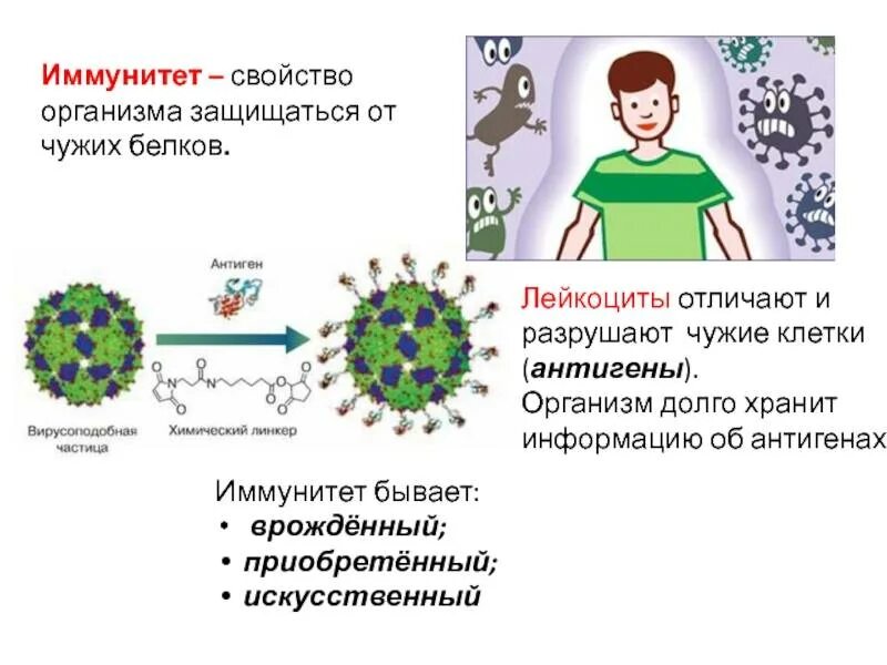 Тимофеев иммунный. Иммунитет человека. Иммунитет органы иммунной защиты. Иммунитет человека обеспечивают:. Роль лейкоцитов в иммунной реакции организма.