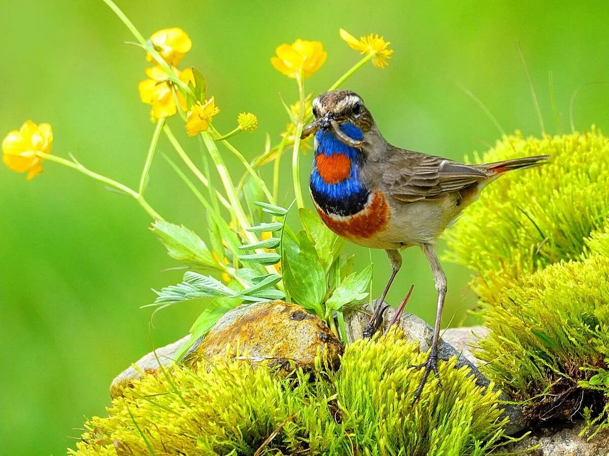 Животные луга птицы. Луговой конек птица гнездо. Полевые птицы. Обыкновенная варакушка. Птицы в поле.