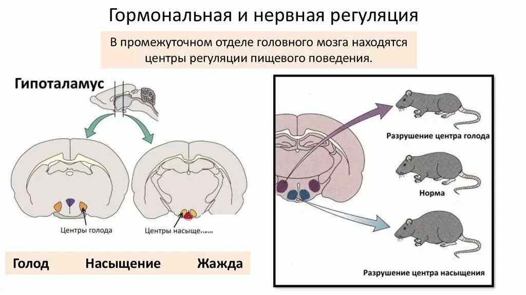 Центр насыщения в мозге. Sentri goloda i nasisheniya v gipotalamuse. Гипоталамус центр голода и насыщения. Гормональная и нервная регуляция. Нервная и эндокринная регуляция.