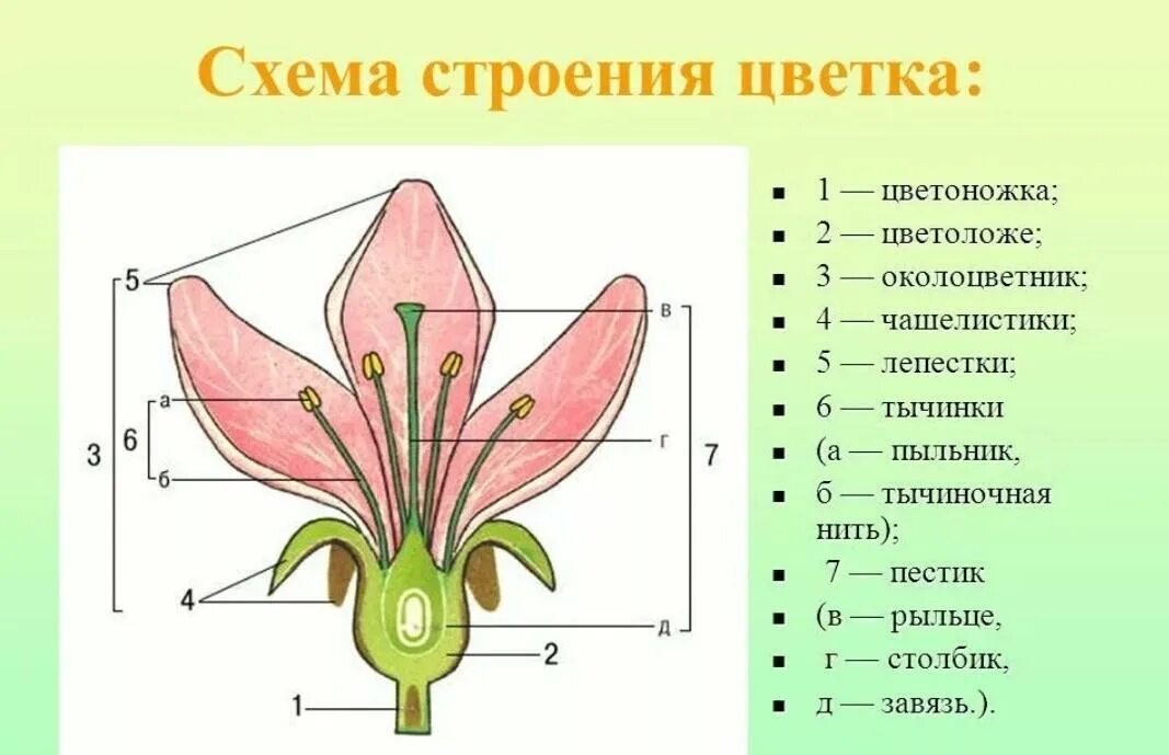 Выполняемая функция цветоножки