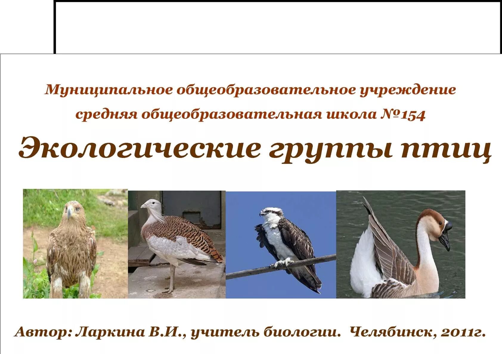 Названия экологических групп птиц. Экологические группы птиц биология 7 кл. Экологические группы птиц 8 класс биология. Экологические группы птиц 7 класс биология. Экологические группы птиц схема 7 класс биология.