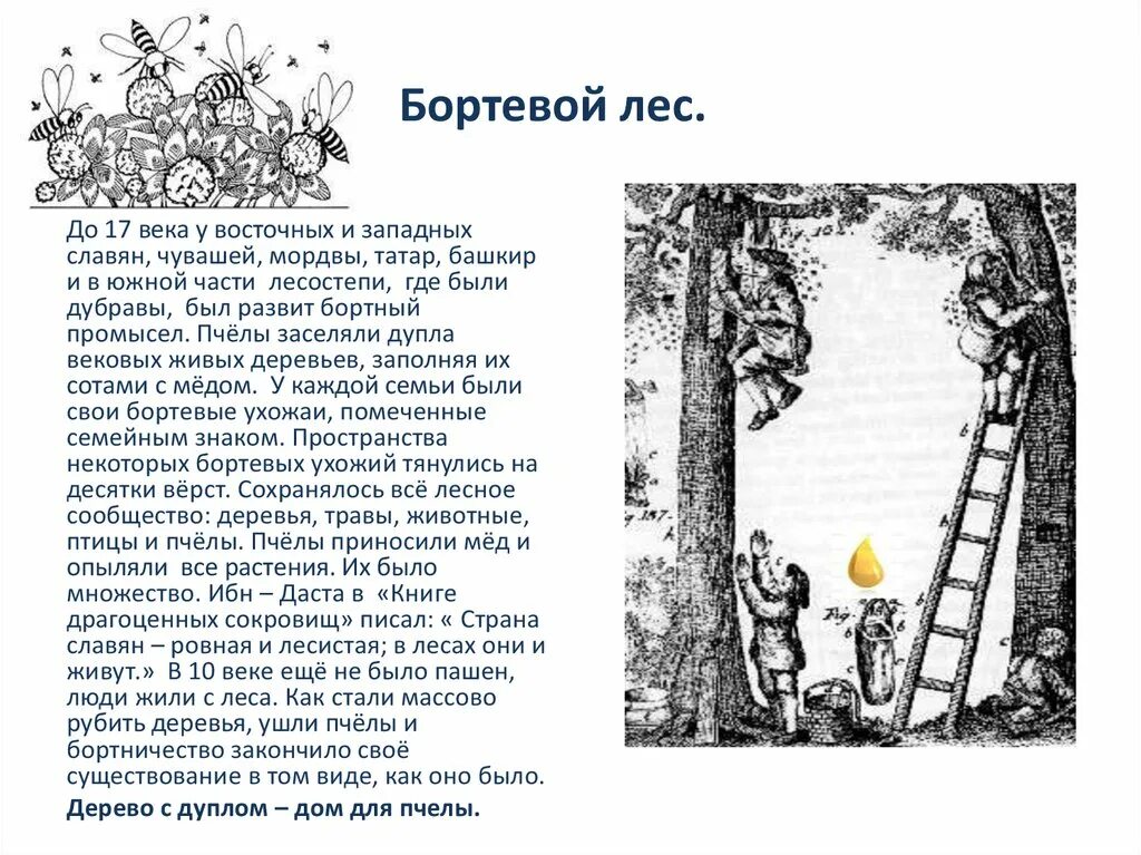 Пчеловодство у восточных славян предшествовало. Бортничество восточных славян. бортничество в жизни средневековой. бортничество мордвы. бортевое пчеловодство рисунки.