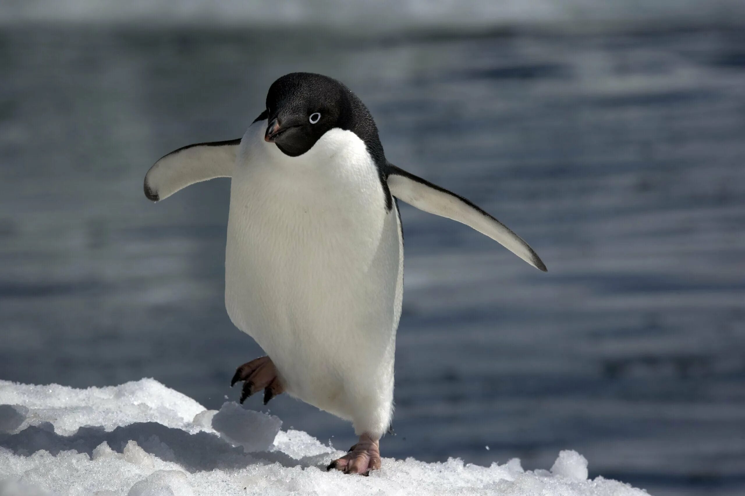 Антарктида пингвины Адели. Антарктический Пингвин. Белокрылый Пингвин. Императорский Пингвин и Пингвин Адели. Пингвин перевод