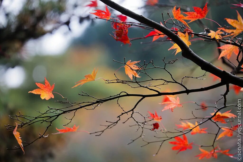 Забыть листва. Осень опавшие листья. Осенний лист на ладони. Забыть листва. Листья на дороге.