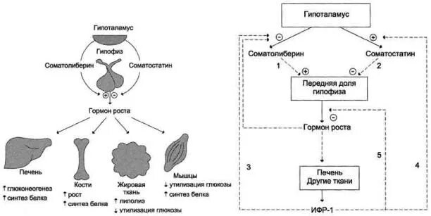 Синтез гормона роста. Регуляция синтеза гормона роста. Соматотропный гормон Синтез схема. Соматотропин регуляция секреции. Регуляция секреции соматотропного гормона.
