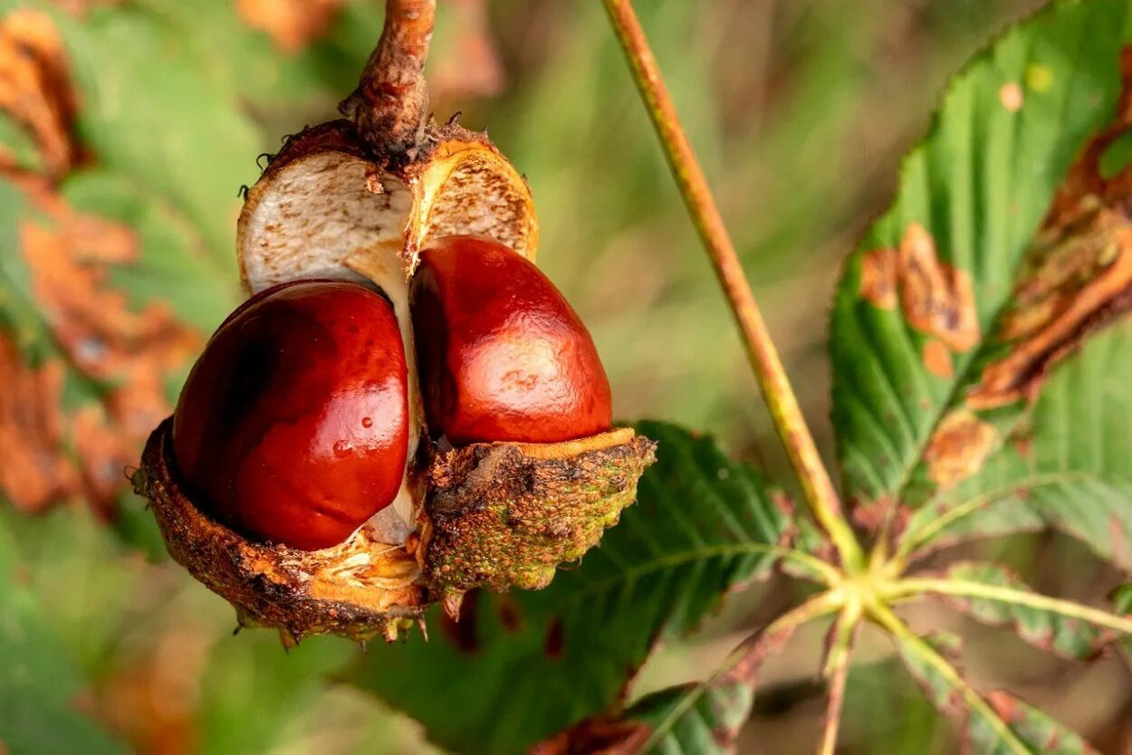 Каштан плод желудь. Плоды деревьев леса. Плоды лиственных деревьев. Плоды деревьев леса. Плоды деревьев леса.