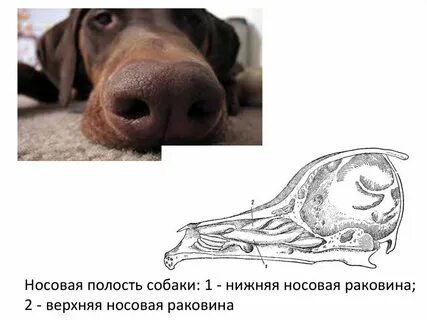 Рецепторы собаки