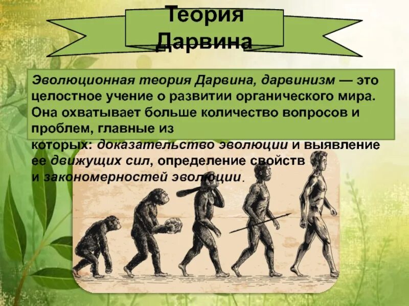 Первая теория дарвина. Эволюционная теория Чарльза Дарвина. Теория эволюции Дарвина. Теория Дарвина теория эволюции.