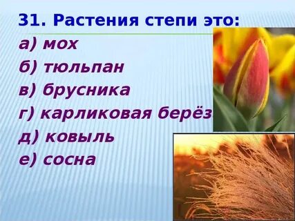 Растения степи 4 класс окружающий мир