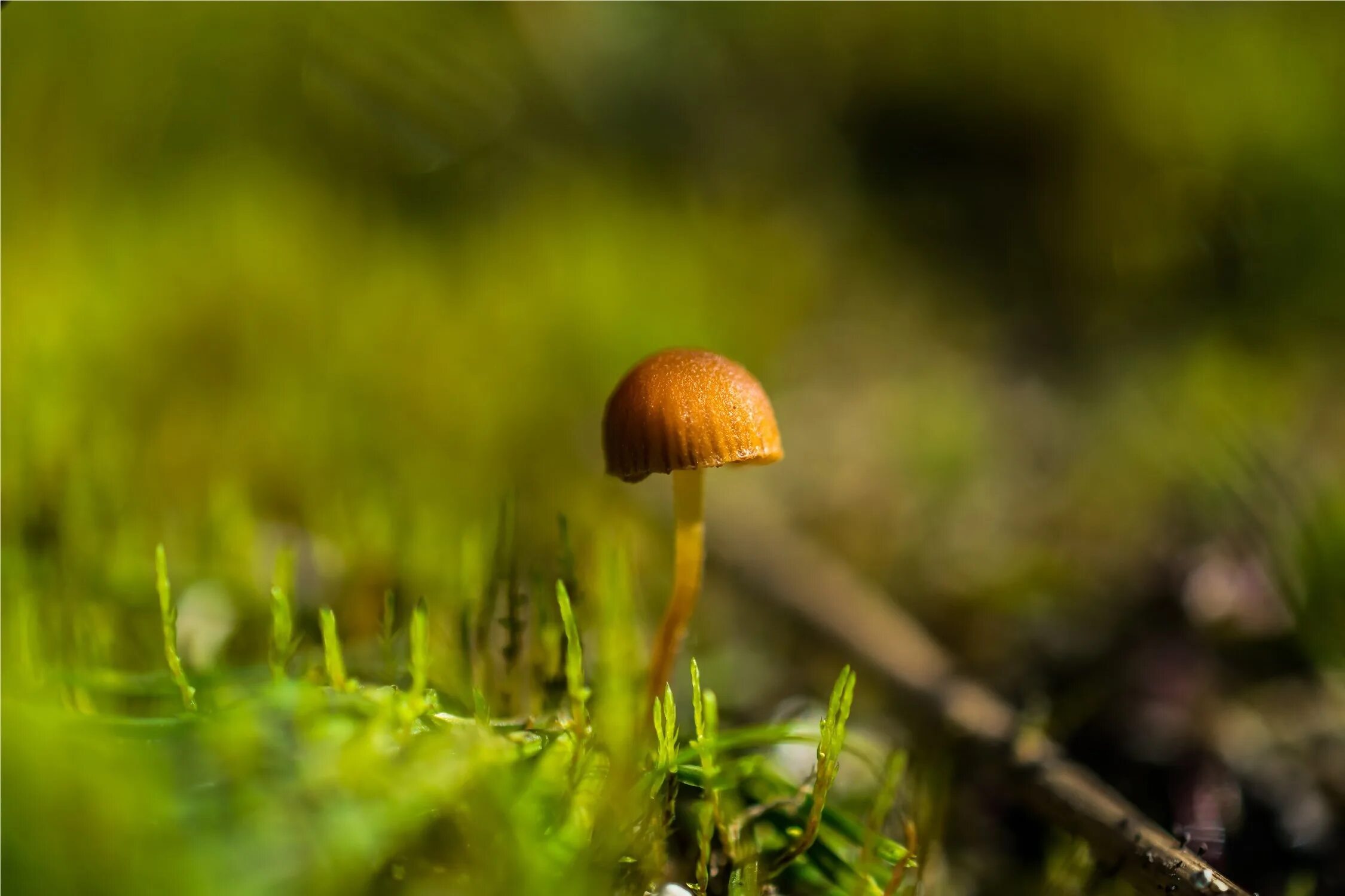 поляна грибов подосиновиков. красивые грибы. мухомор сухое валяние. садовая фигура боровик. маленький грибочек.