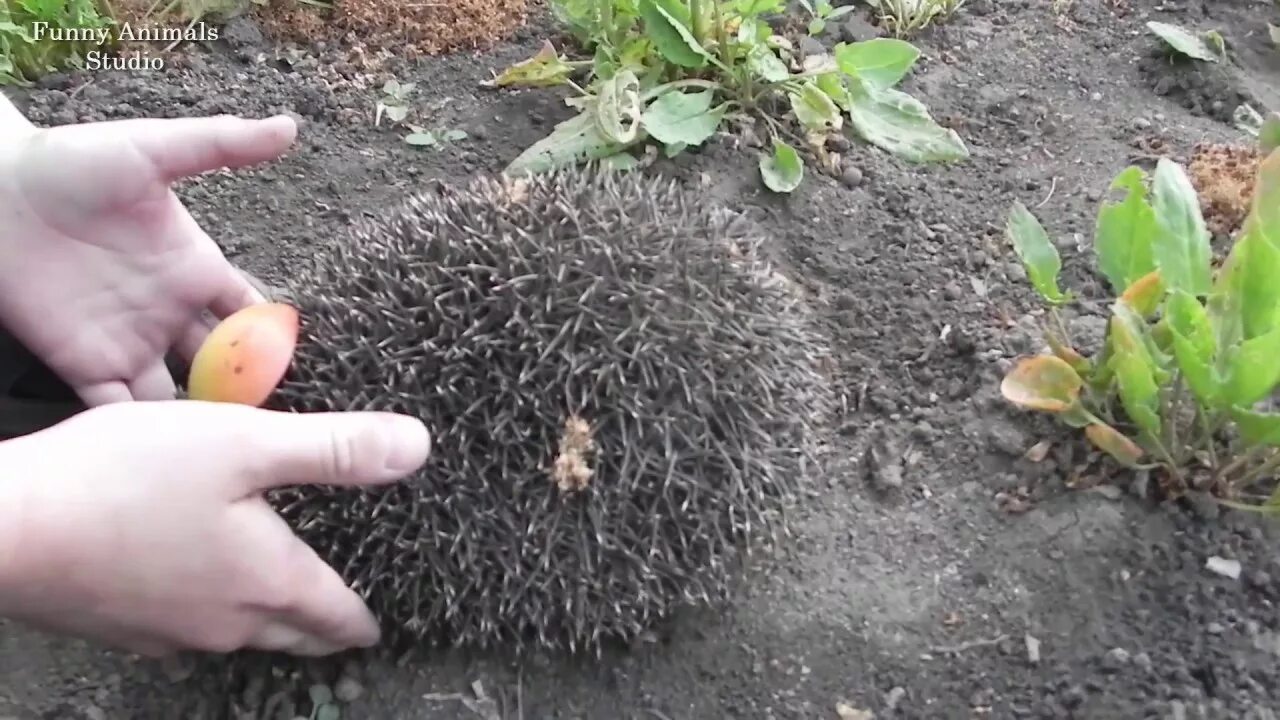Ежик во дворе. Черенок и ёжик.. ежи во дворе.