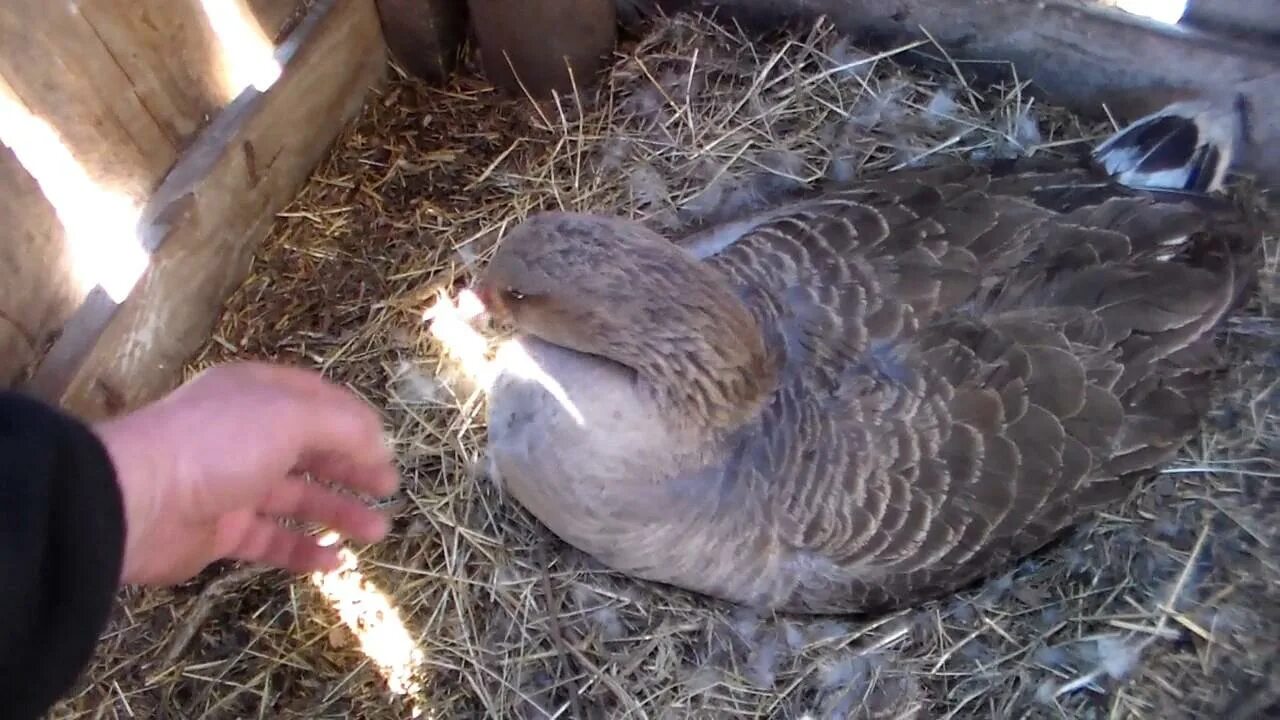 Сколько яиц несет гусыня. Гусыня высиживает яйца. Гусыня наседка высиживает. Гусыня высиживает гусят. Гусыня наседка.