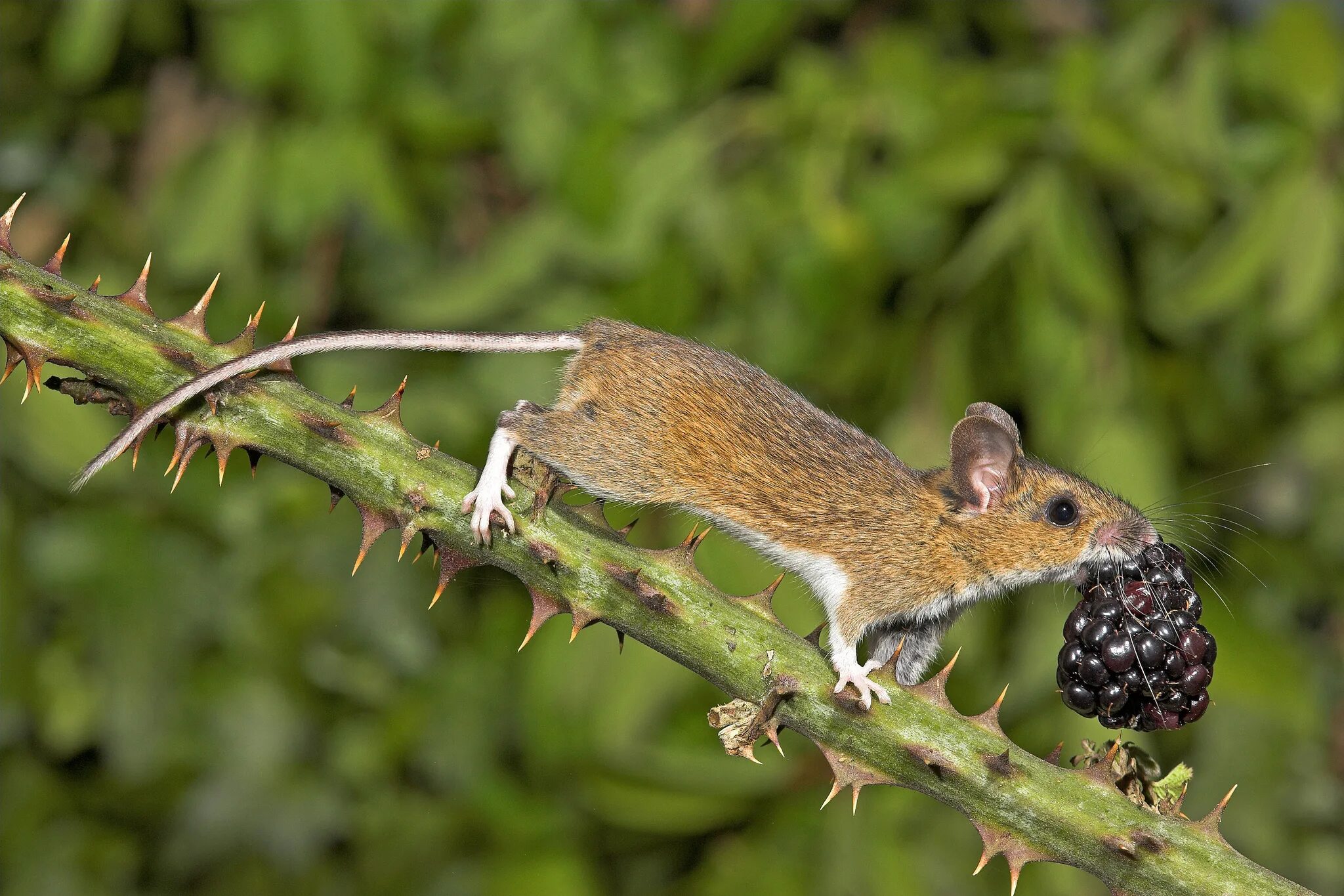 Лесная мышь (Apodemus sylvaticus). Малая Лесная мышь Sylvaemus uralensis. Малоазиатская иглистая мышь. Полевая мышь Apodemus agrarius. Лесная мышь животное