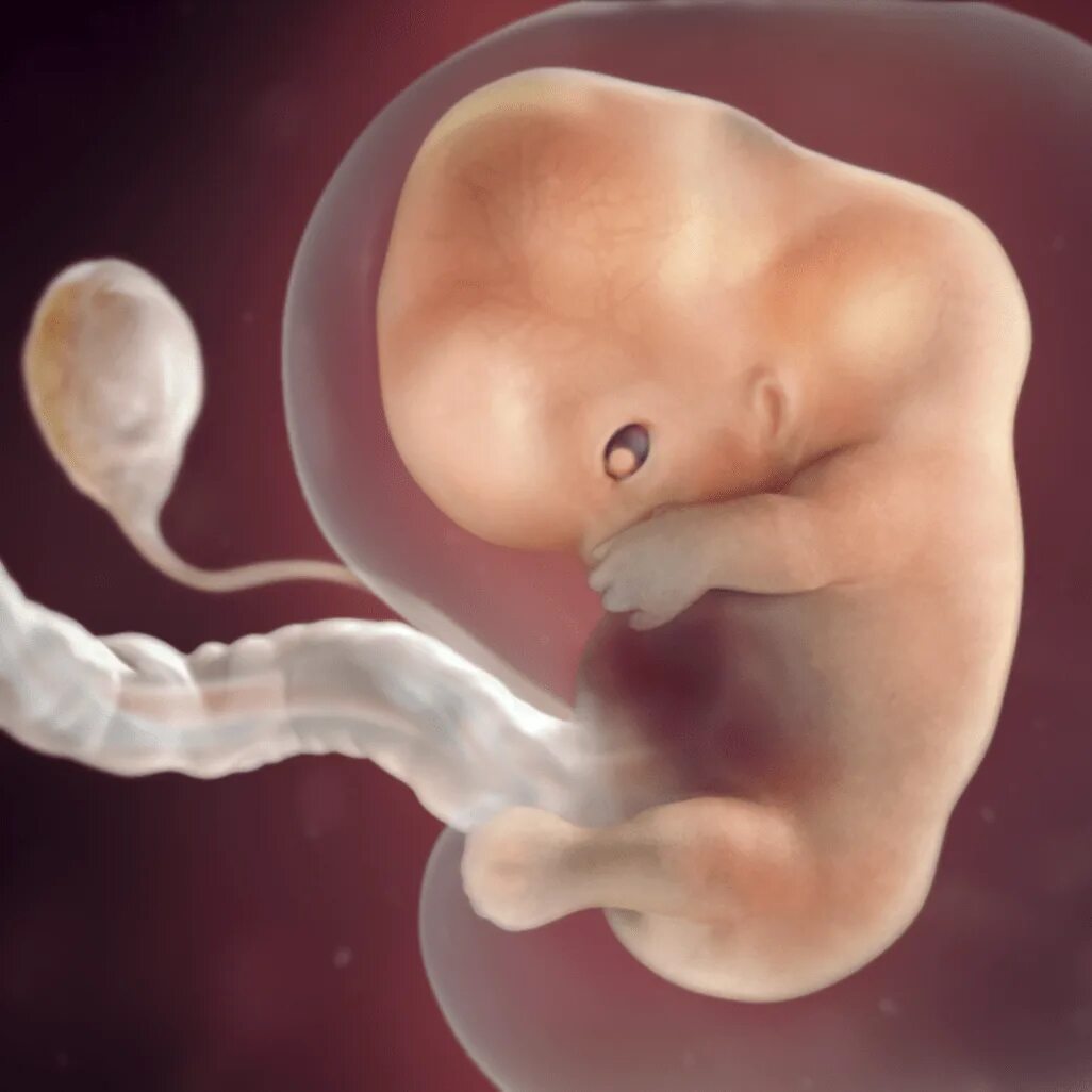 Эмбрион на 9-10 неделе беременности. Ребенок на 9-10 неделе беременности. Эмбрион на 9 неделе беременности. 8 недель беременности симптомы