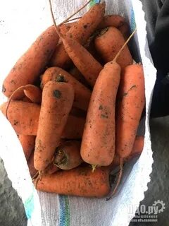 Морковь оптом волгоградская