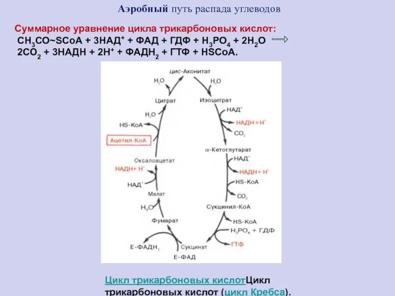 Суммарная реакция цикла трикарбоновых кислот. Суммарное уравнение реакций цикла Кребса. Аэробный путь распада углеводов. Суммарное уравнение цикла трикарбоновых кислот. Суммарная реакция цикла Кребса.