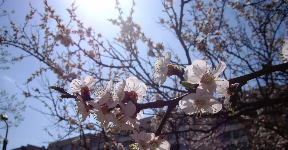Обложки альбомов марьяна ро. Краснодар цветение весной. Абрикос нжа 19 цветение. Цвет абрикосов. Марьяна ро альбом.