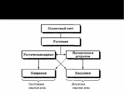Редуцент 2 детритофаг 3 фитофаг