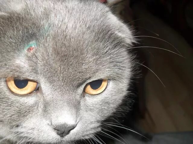 Над глазом у кота. Болячка у кота над глазом. у кота ранка над глазом.