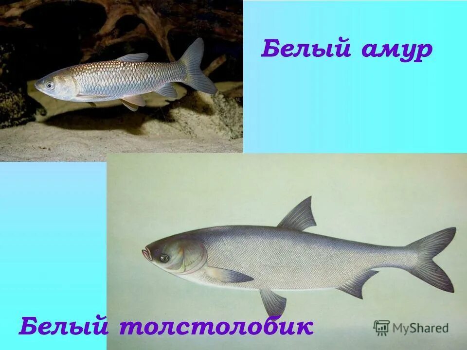группа животных к которым относится толстолобик. семейства рыб лещ карп сазан. систематика карася. сообщение о рыбе толстолобик. группа животных к которым относится толстолобик.