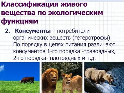 Белый медведь консумент какого