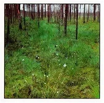 Изучение растительного сообщества