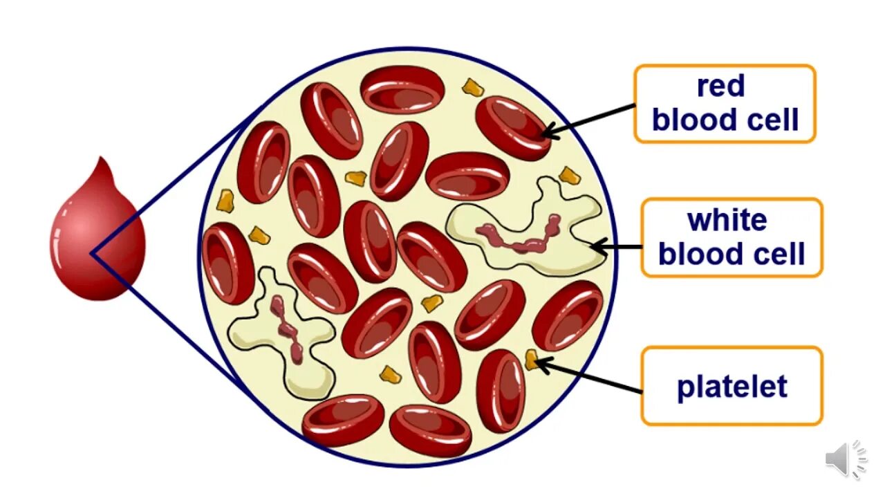 Клетки крови. Клетки крови картинки. Эритроциты на белом фоне. Клетки крови биология.