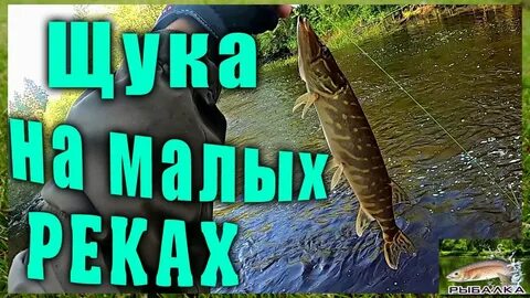 Ловим щуку на малых реках