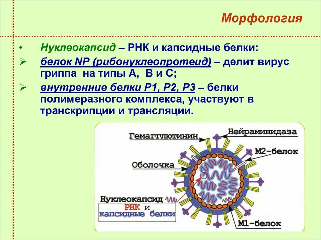 Строение вируса гриппа микробиология. Структура вириона вируса гриппа микробиология. Морфология и структура вируса гриппа микробиология. Вирус парагриппа морфология. Варианты вируса гриппа