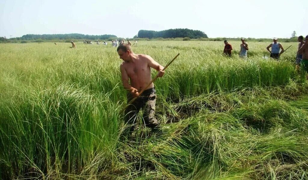 Сенокос триммером. Покос травы поле. Лукашенко и депардье косят траву. Косим траву в луге. Косарь косит траву.
