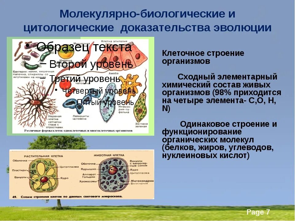 Тип органов тип доказательств эволюции форма эволюции. Молекулярно-биологические и цитологические доказательства эволюции. цитологическое доказательство эволюции органического мира. молекулярно-биологические доказательства эволюции примеры. цитологические доказательства эволюции кратко.
