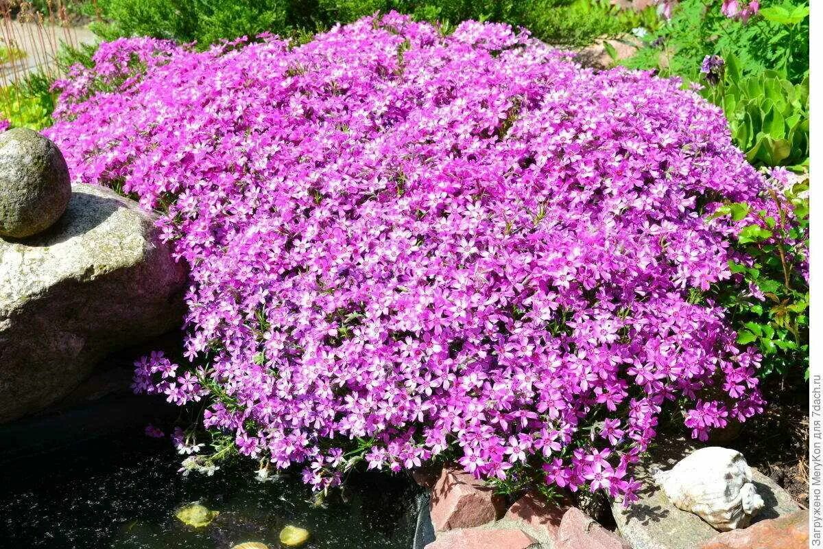 Флокс шиловидный. Флокс шиловидный (Phlox subulata). Флокс стелющийся шиловидный. Флокс шиловидный сиреневый.