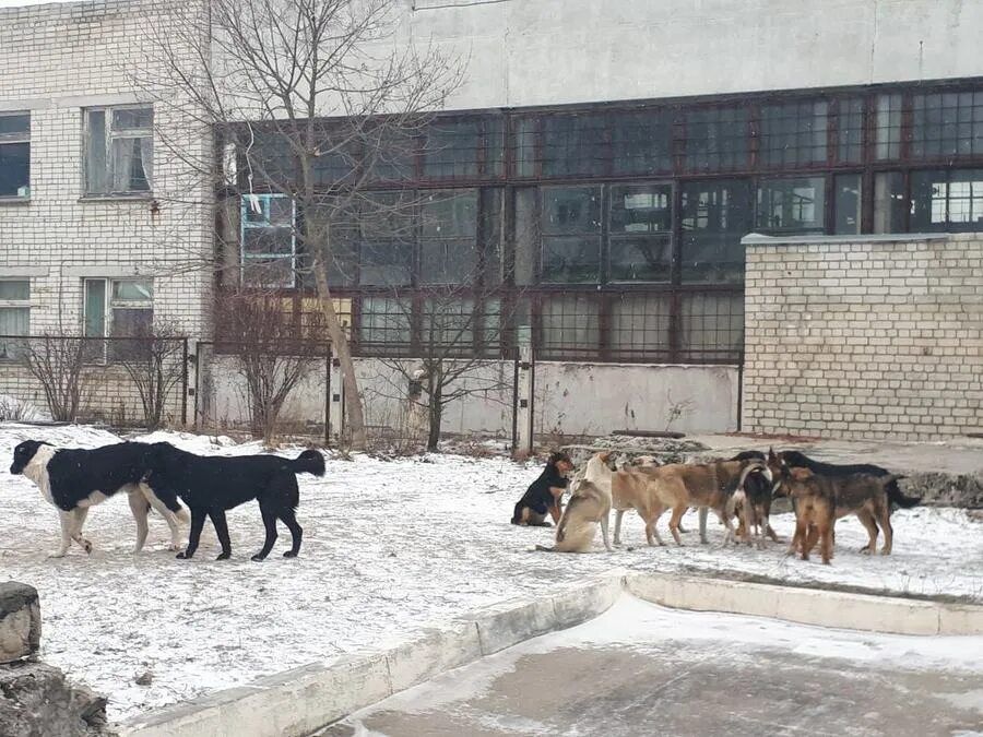 Парк бродячих собак. Бродячие собаки брянск. Порода брянск. Бродячие собаки брянск. Собаки брянск.