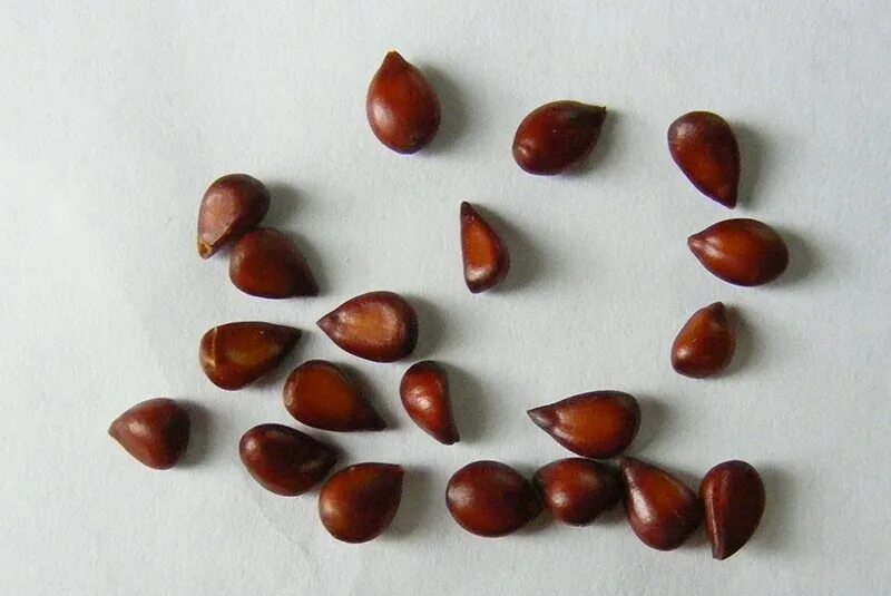 Семена айвы. Айва вырастить из семян. Японская айва вырастить из семечка. Айва росток из косточки. Айва росток из косточки.