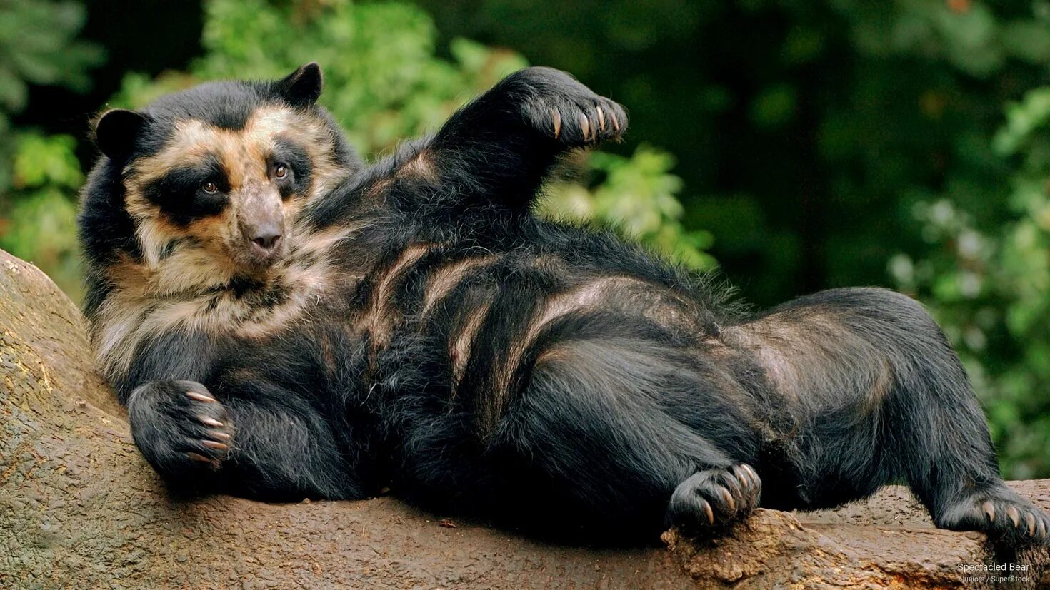 Медведь живущий в австралии. Очковый медведь Tremarctos ornatus. Реликтовый очковый медведь Аргентина. Животные Южной Америки очковый медведь. Очковый (Андский) медведь.