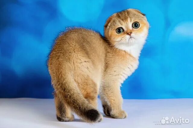 подушка "скоттиш фолд" (35х55). включи фолд. исландская вислоухая кошка. скоттиш-фолд шотландская. шотландская вислоухая скотишфолд.