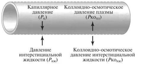 Осмотическое давление плазмы создают
